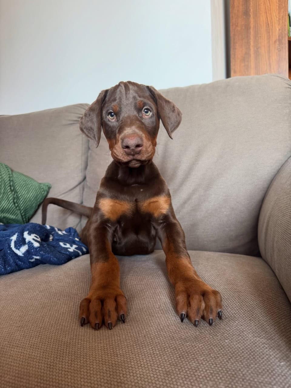 Athena , a  Doberman 