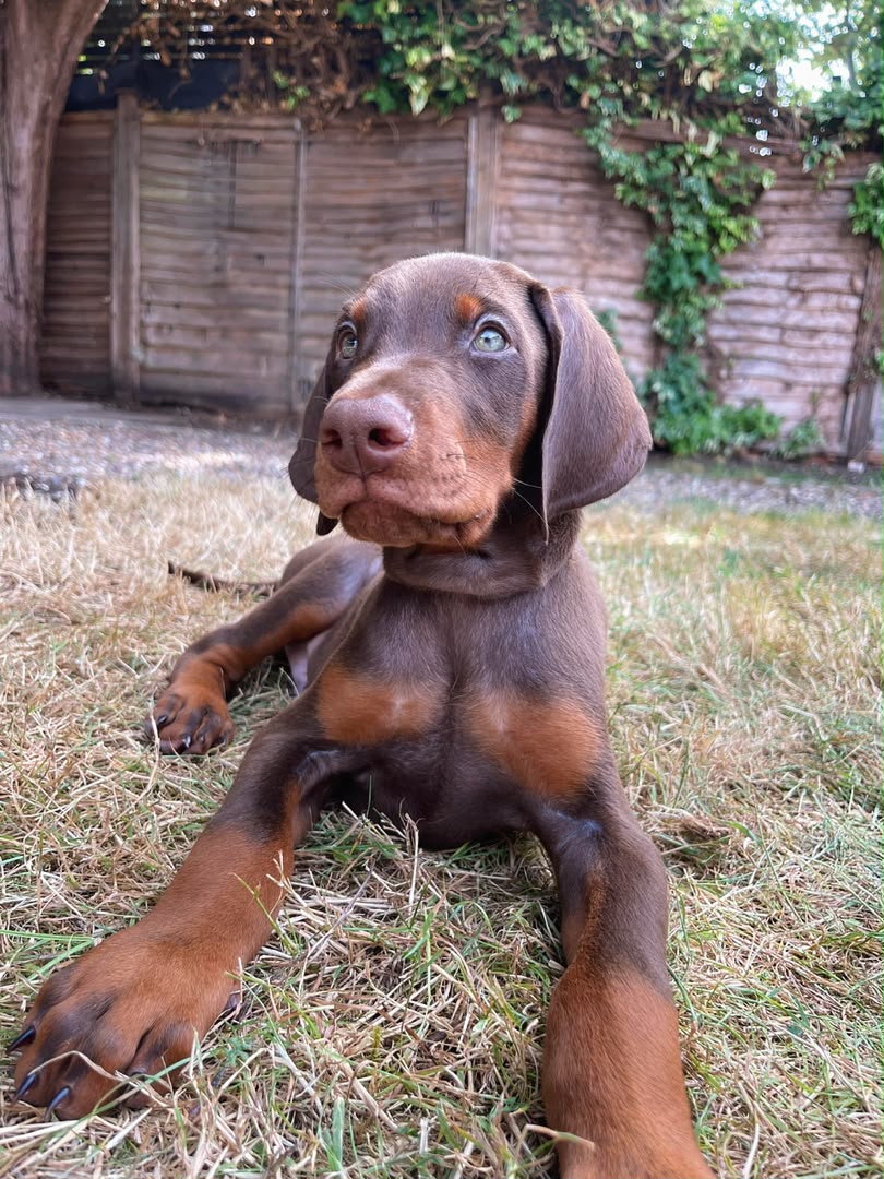 Bella, a  Doberman