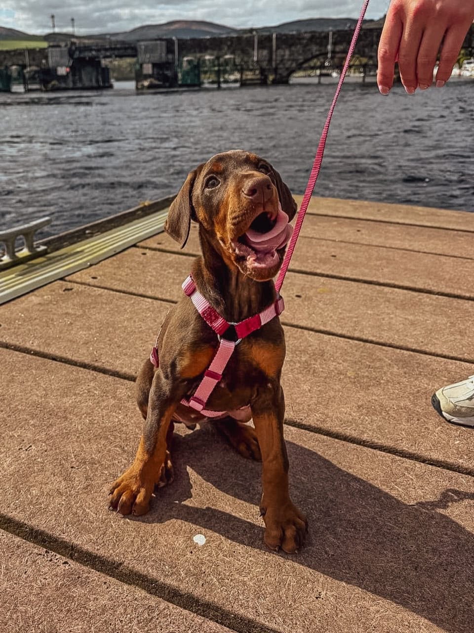 Bruno, a  Doberman 