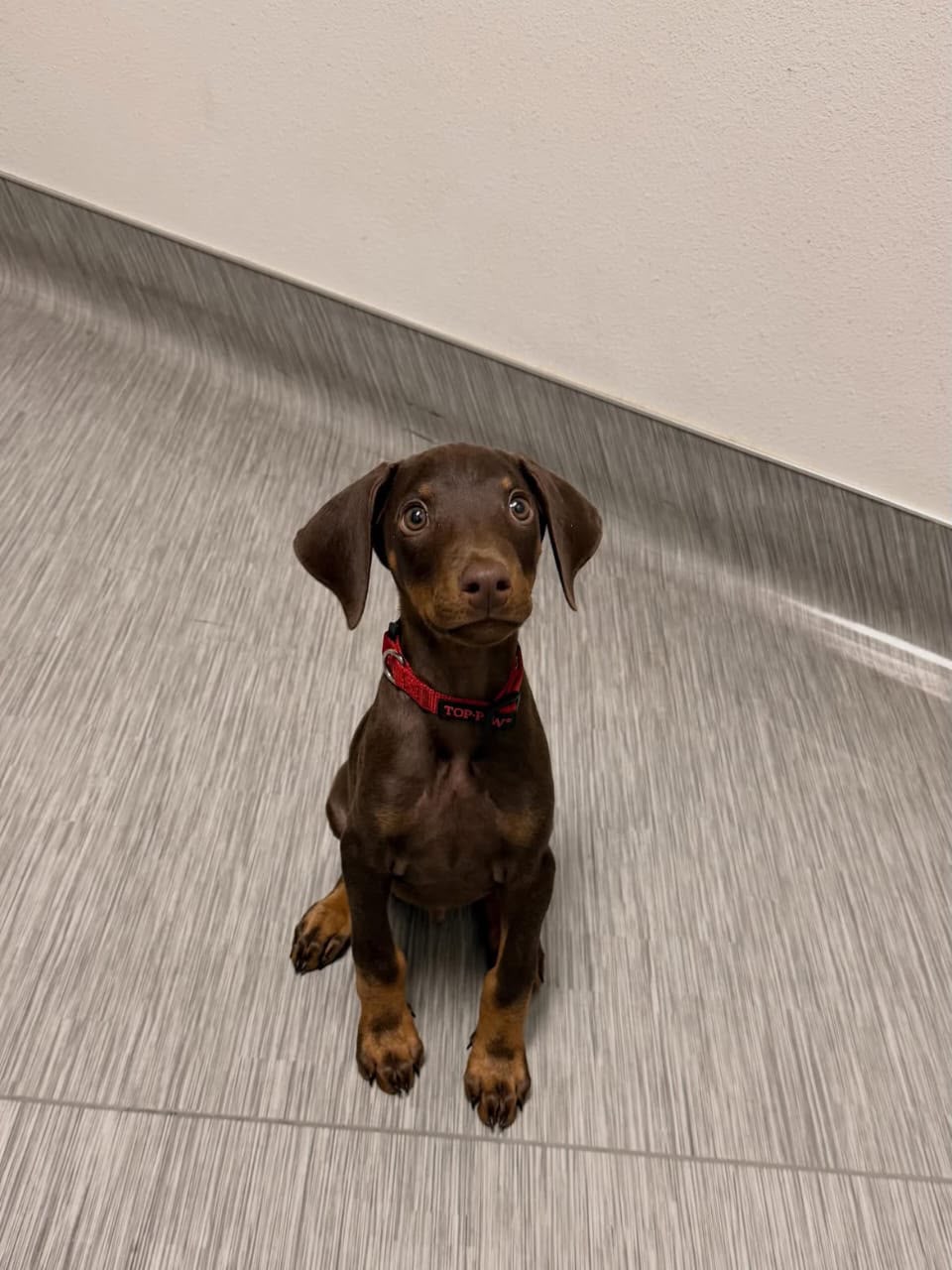 Kobe, a  Doberman 