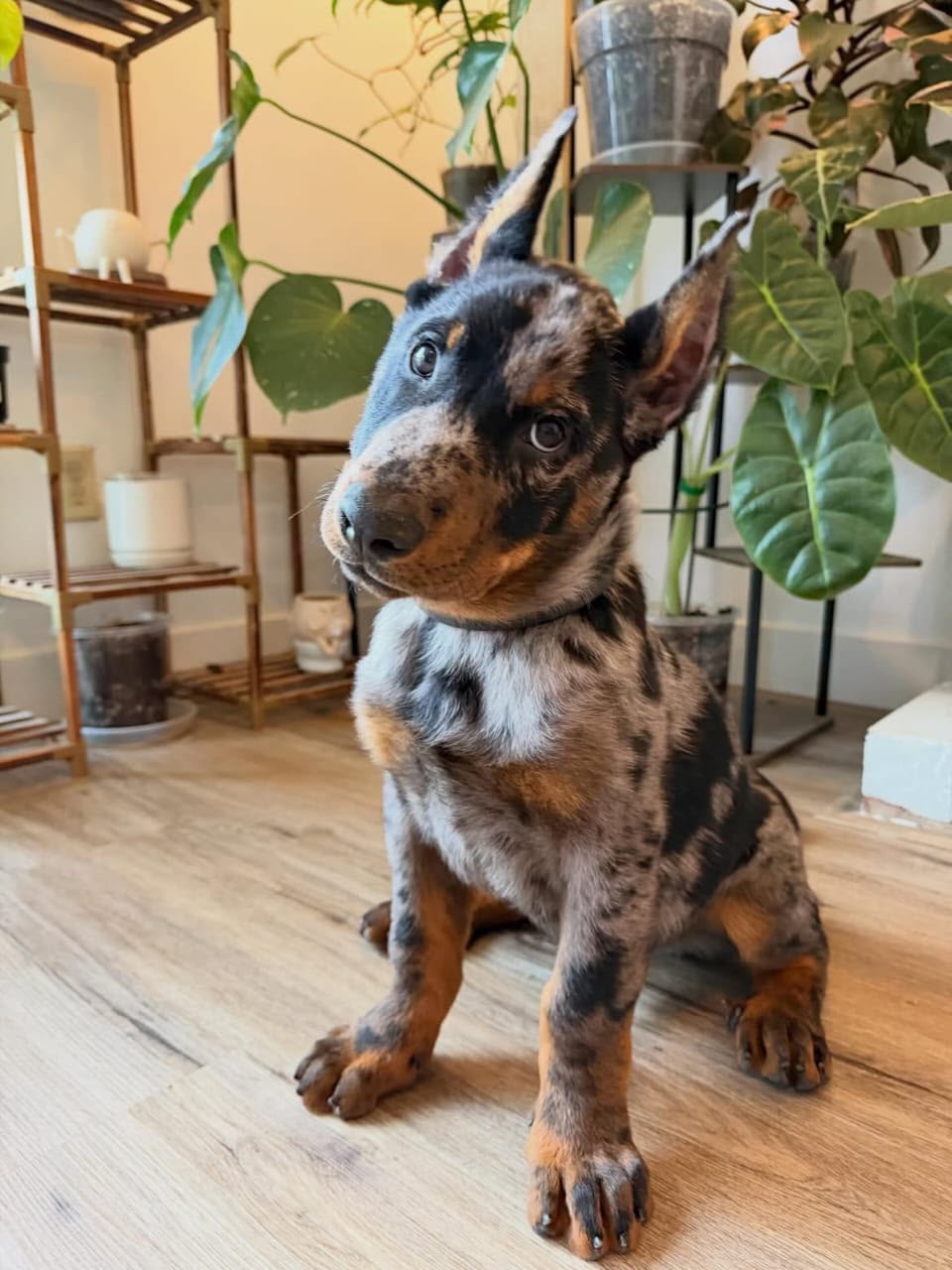 Luna, a  Doberman 