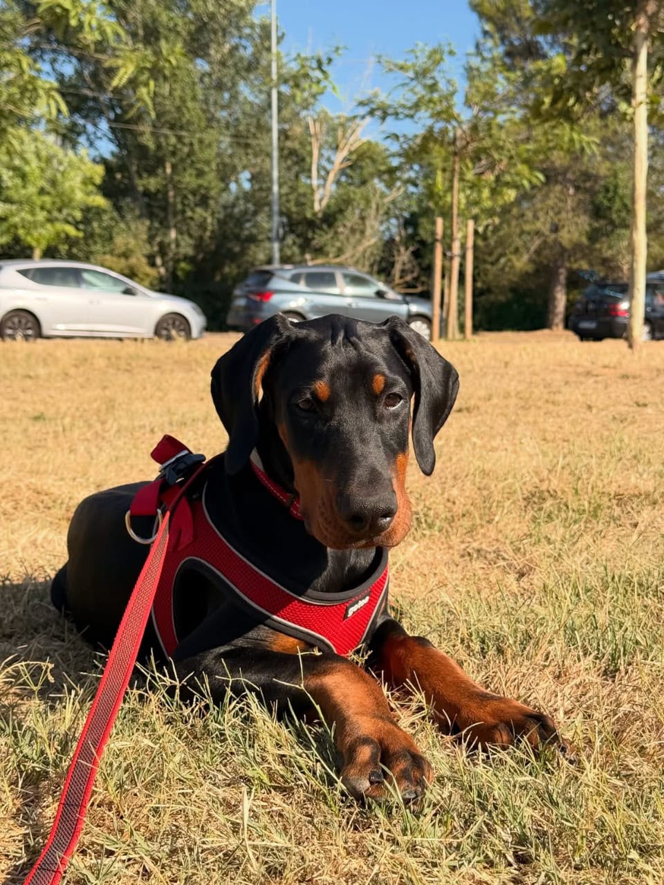 Raven , a  Doberman 
