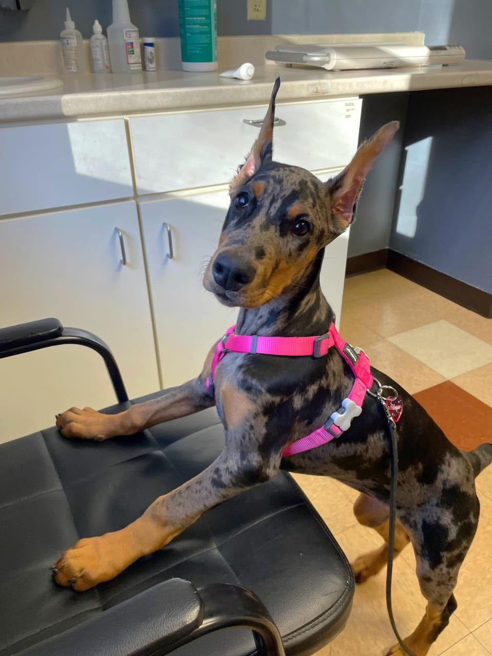 Rex, a  Doberman 